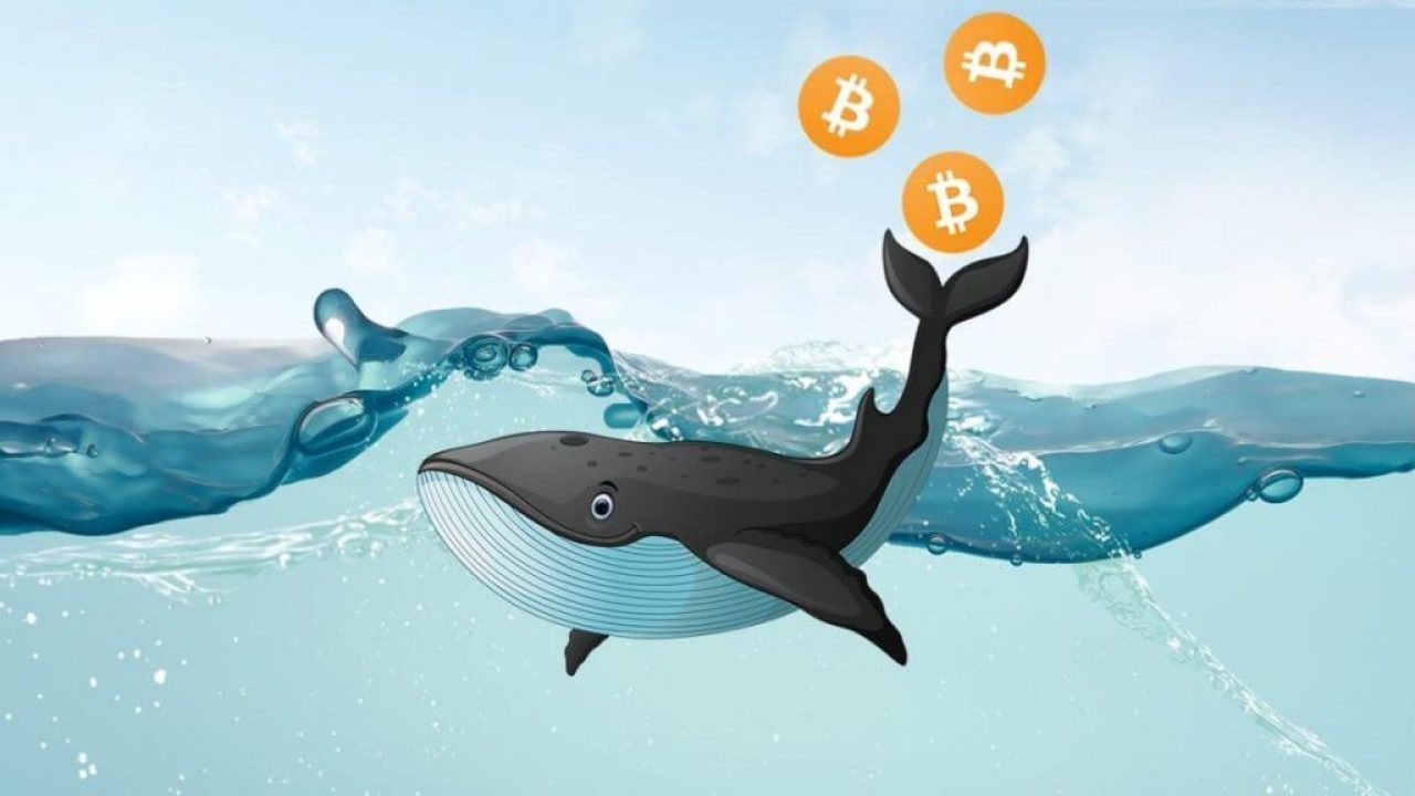 Las Ballenas siguen causando estragos en el precio del Bitcoin