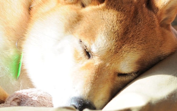 Adiós Kabosu: el mundo despide al perro detrás del meme Dogecoin